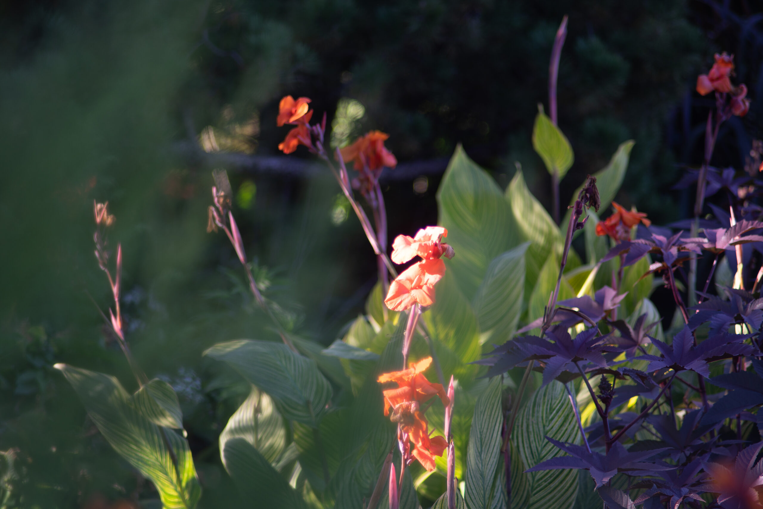 Sample image from Hanimex 200mm