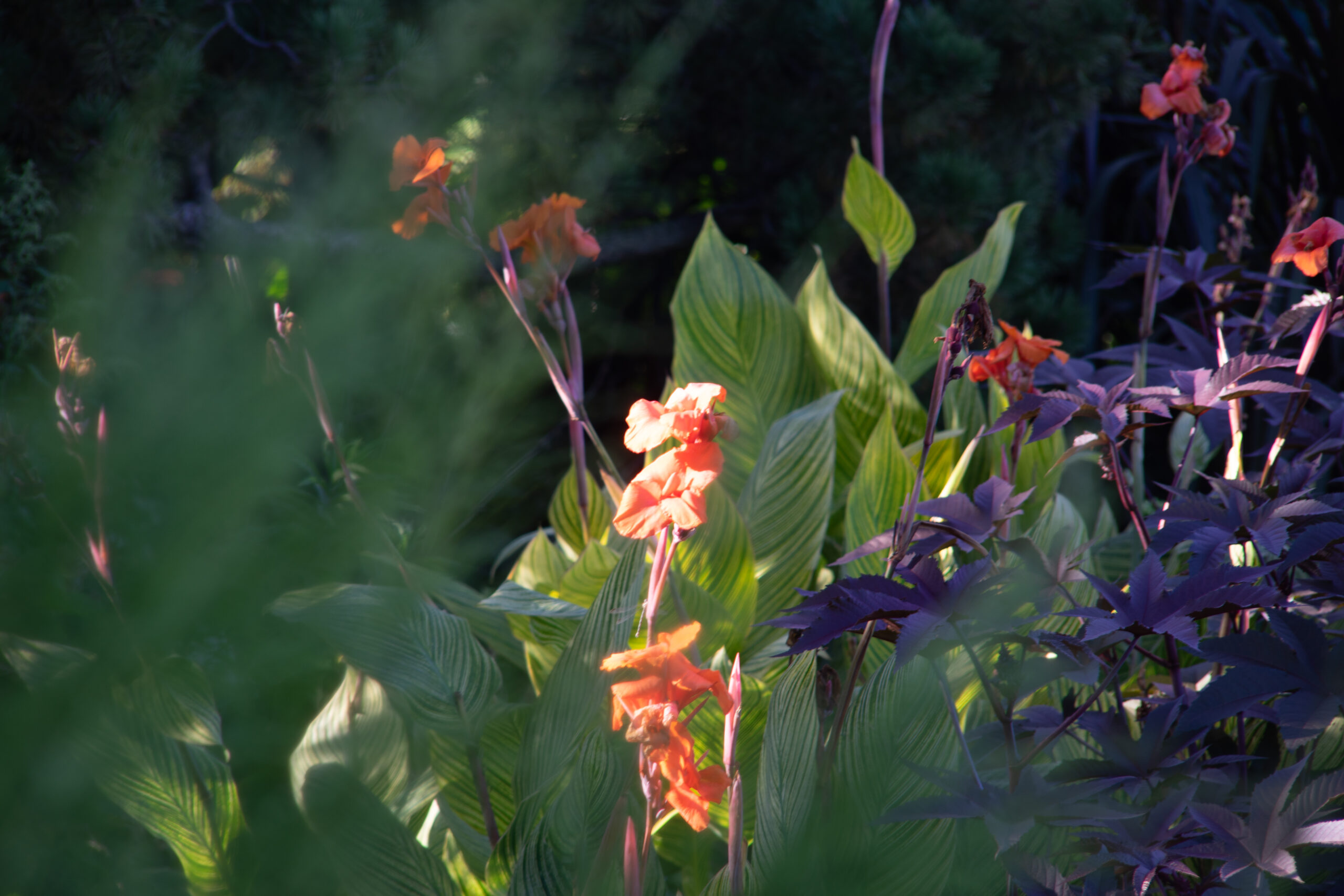 Sample image from Hanimex 200mm