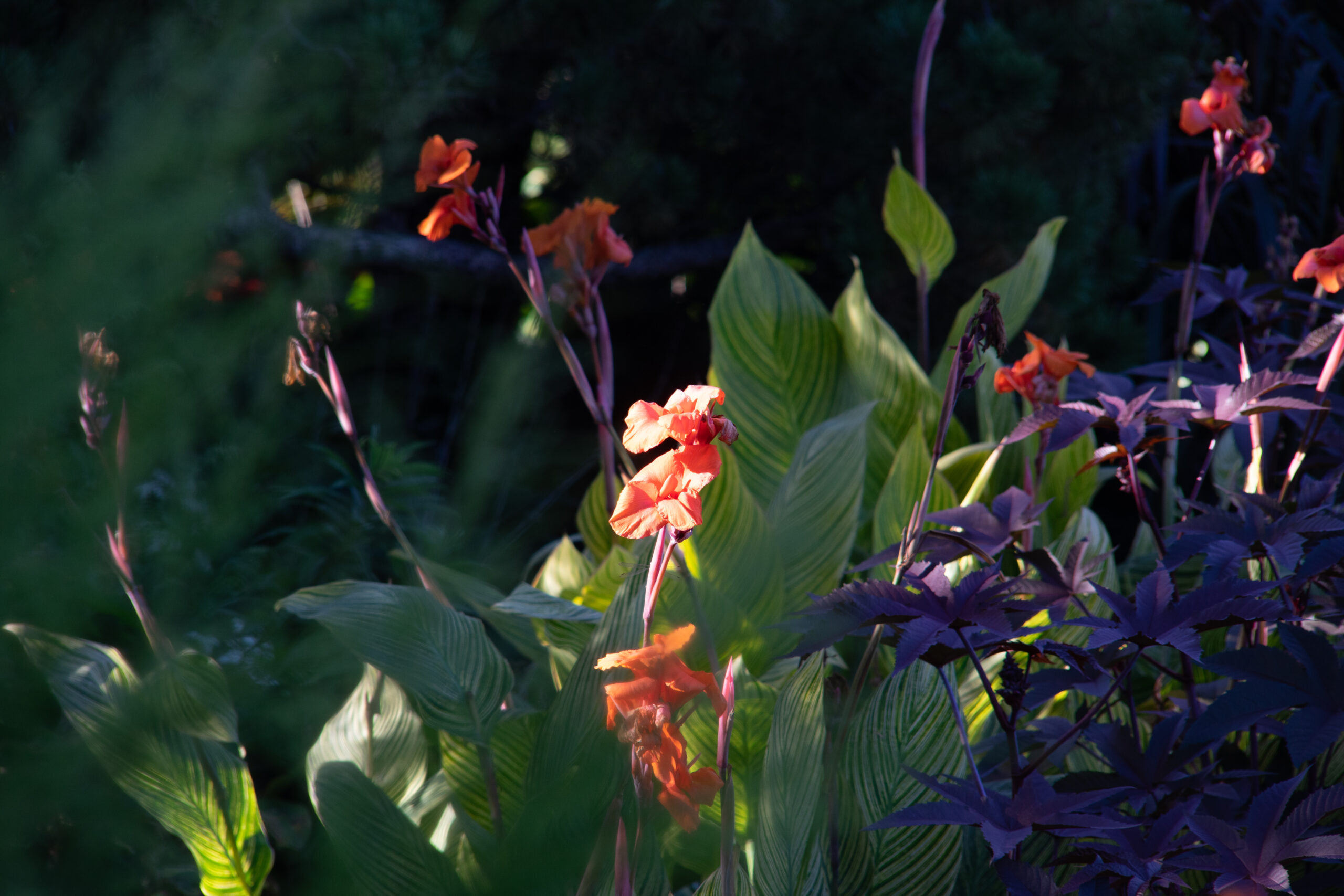 Sample image from Hanimex 200mm