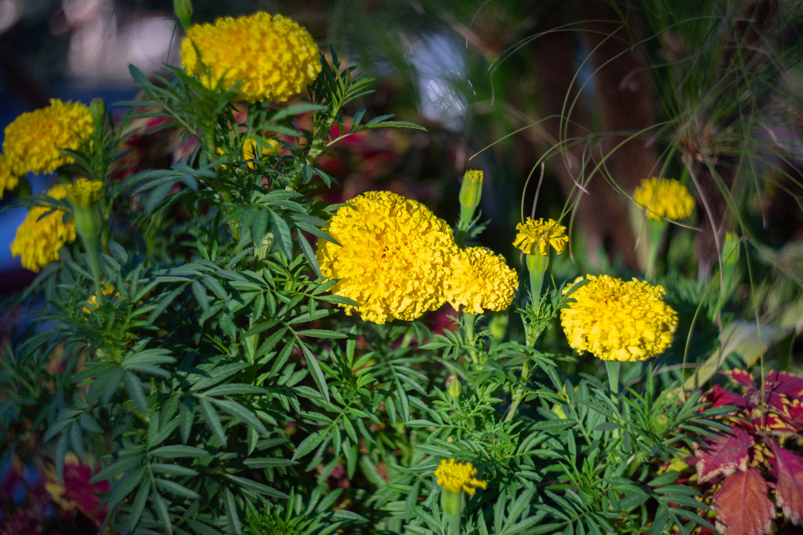 Sample Image with Helios 44-2